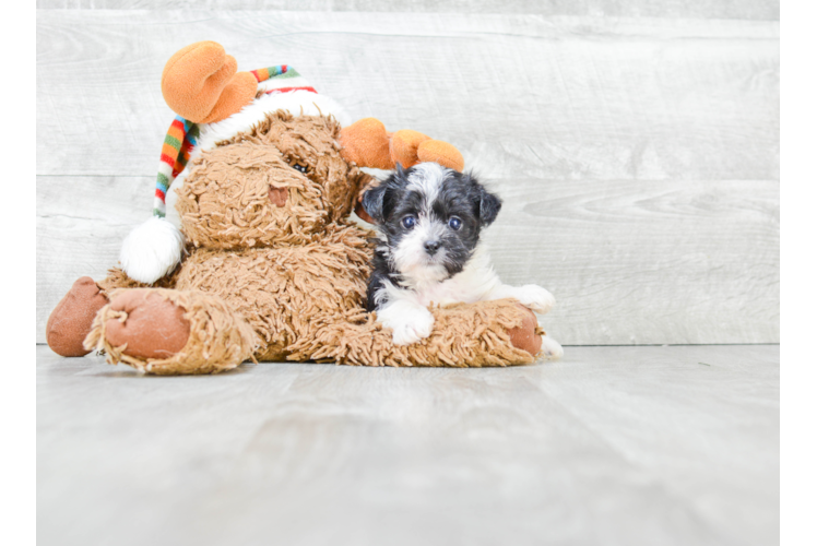 Fluffy Morkie Designer Pup