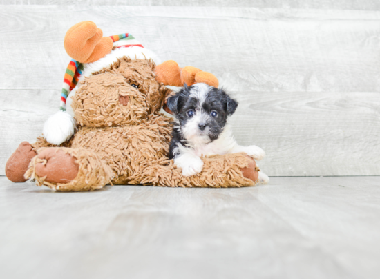 Fluffy Morkie Designer Pup