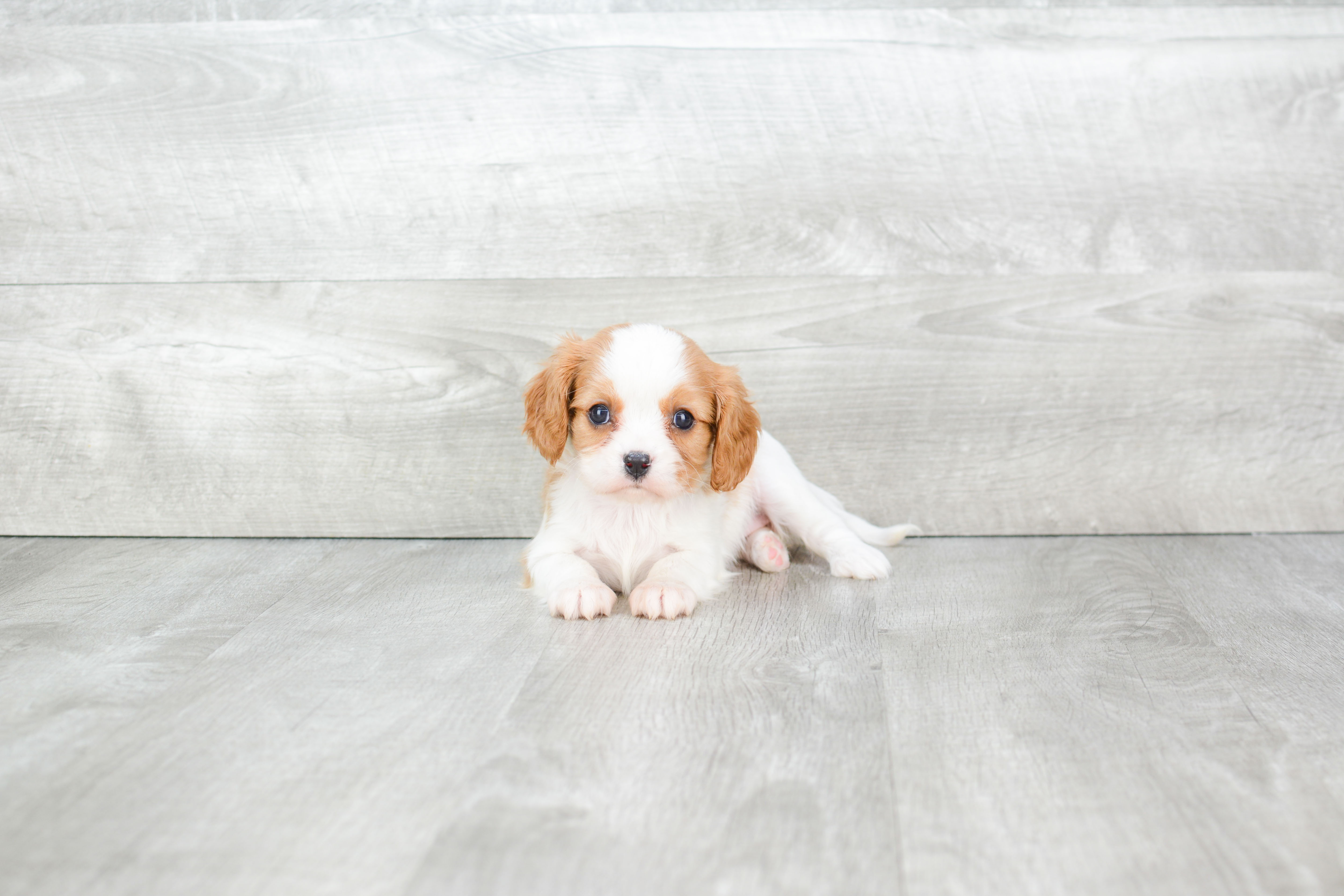 Hypoallergenic Cavalier King Charles Spaniel Baby