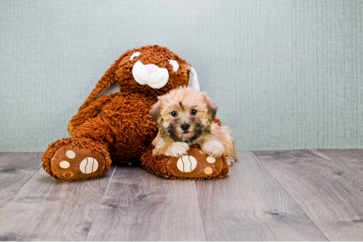Morkie Puppy for Adoption