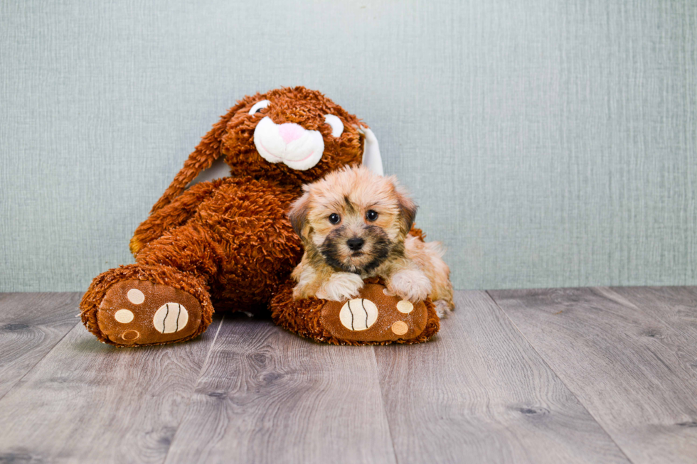 Morkie Puppy for Adoption