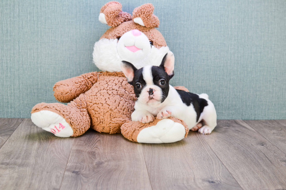 Popular French Bulldog Purebred Pup