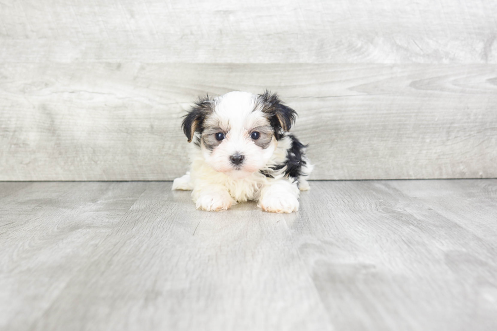 Popular Morkie Designer Pup