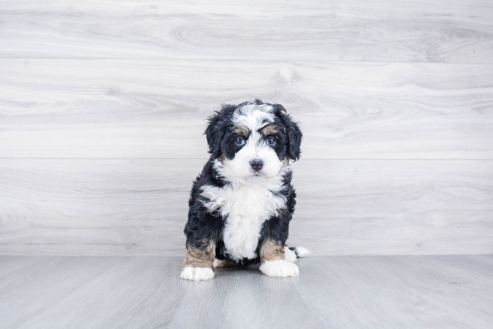 Mini Bernedoodle Puppy for Adoption