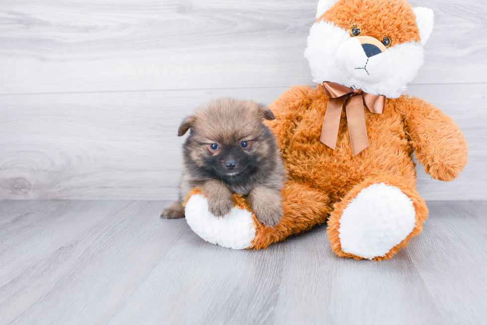 Pomeranian Pup Being Cute