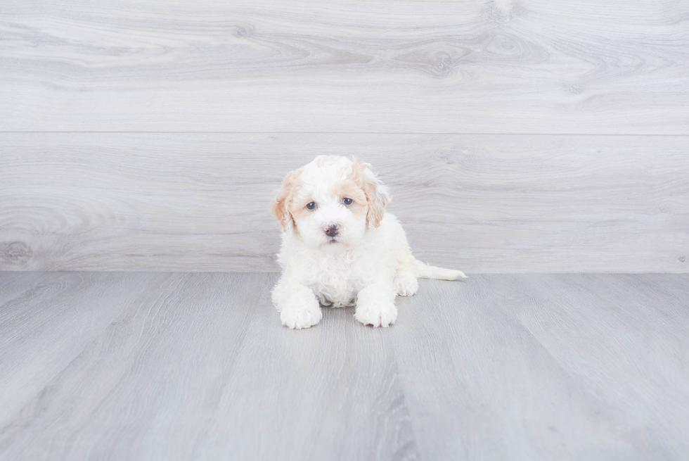 Best Mini Bernedoodle Baby