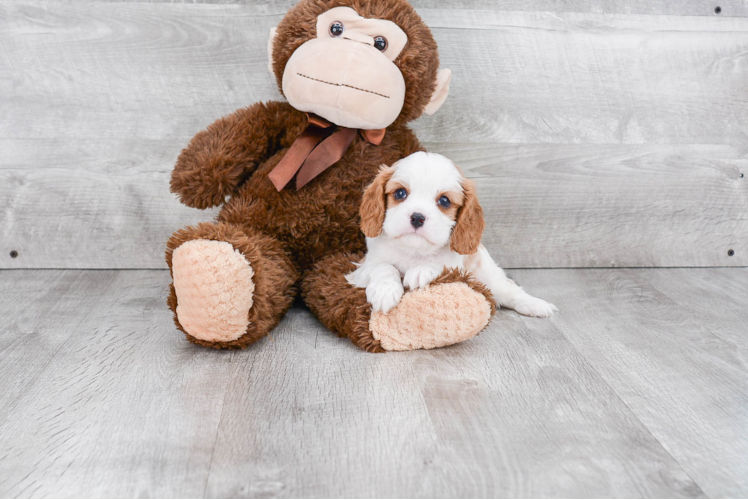 Best Cavalier King Charles Spaniel Baby