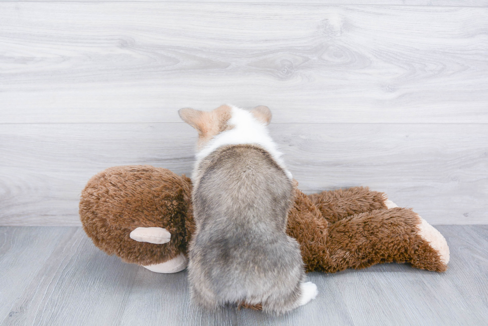 Pembroke Welsh Corgi Pup Being Cute