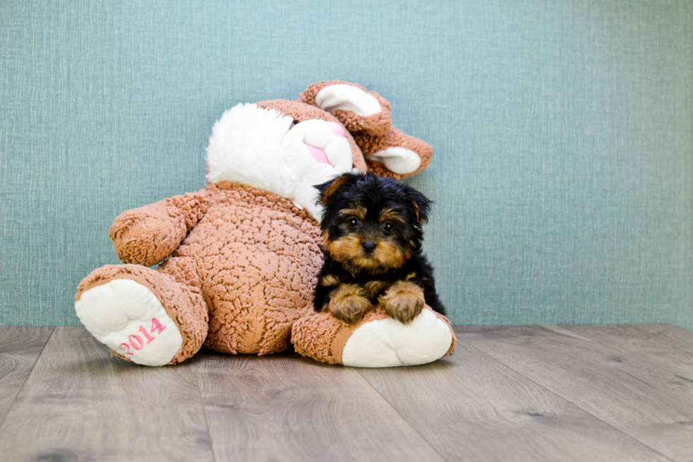 Meet Capone - our Yorkshire Terrier Puppy Photo 