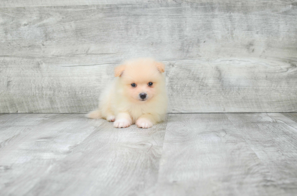 Little Pomeranian Purebred Pup