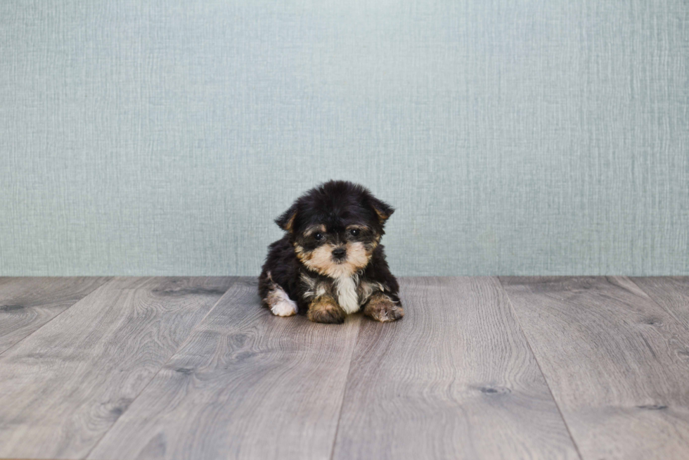 Sweet Morkie Baby