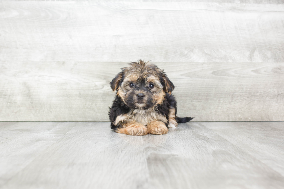 Morkie Puppy for Adoption