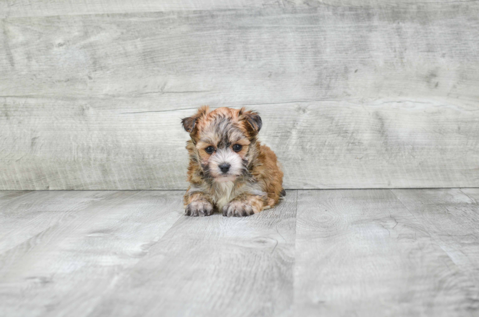 Funny Morkie Designer Pup