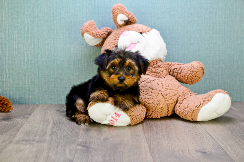 Meet Snickers - our Yorkshire Terrier Puppy Photo 