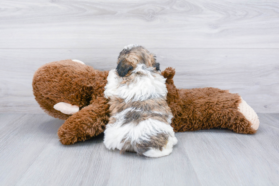 Teddy Bear Pup Being Cute