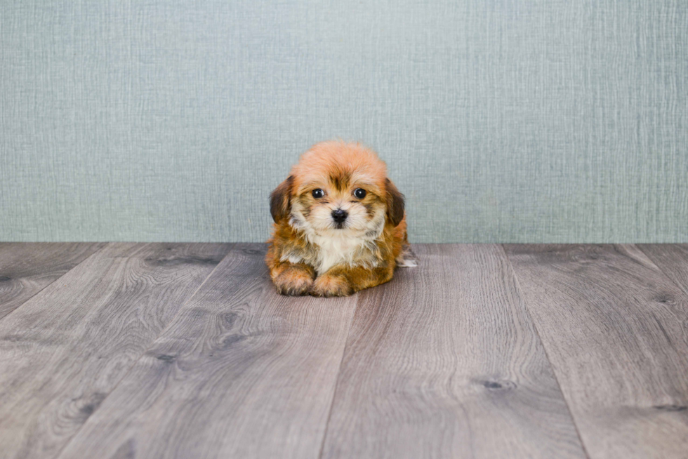 Little Yorkie Designer Puppy