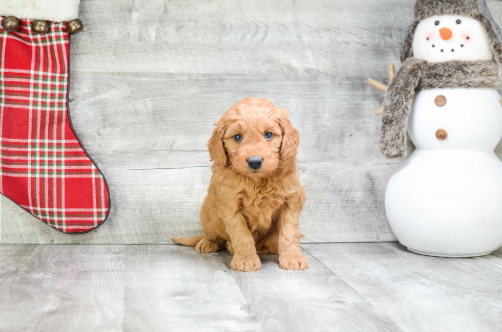 Mini Goldendoodle Pup Being Cute