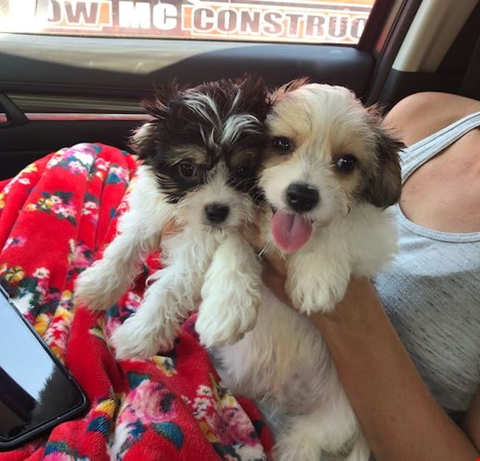  Puppy For Sale Premier Pups