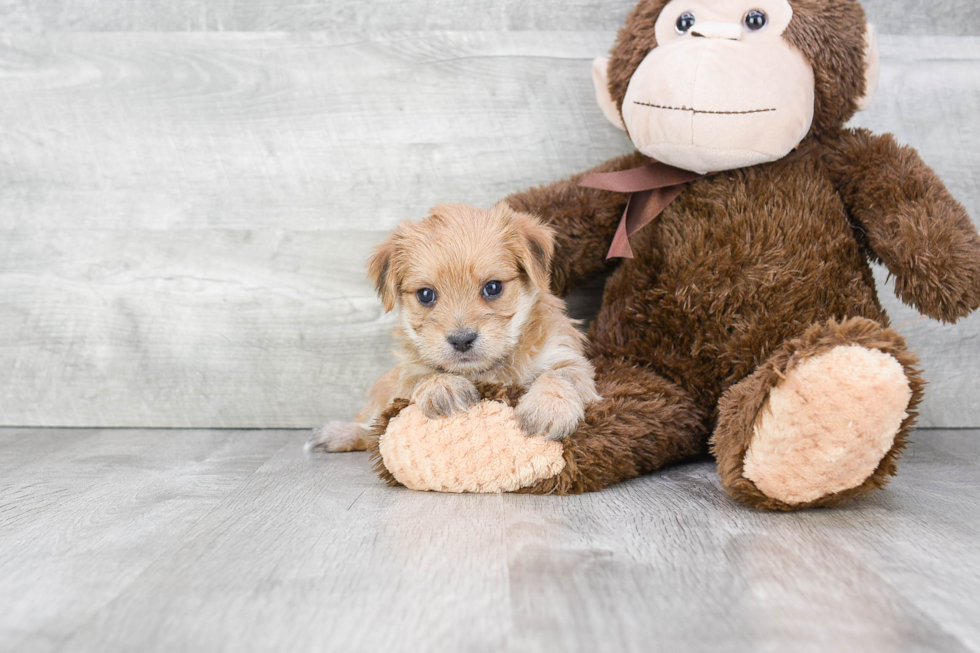 Energetic Yorkie Designer Puppy
