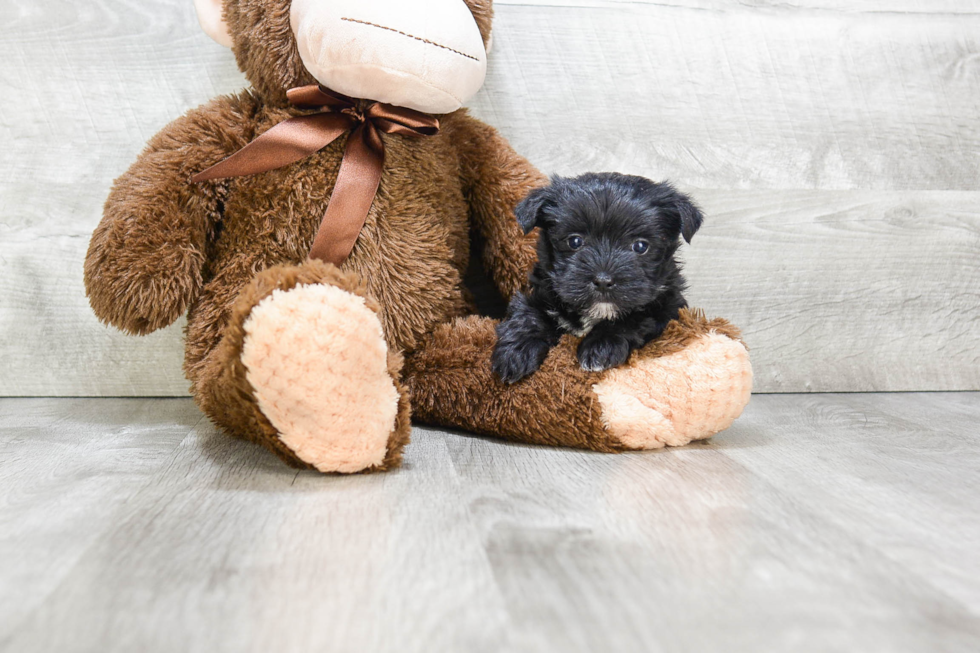 Hypoallergenic Yorkie Designer Puppy