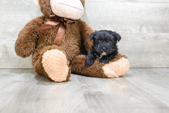 Hypoallergenic Yorkie Designer Puppy