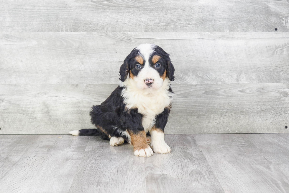 Funny Mini Bernedoodle Poodle Mix Pup