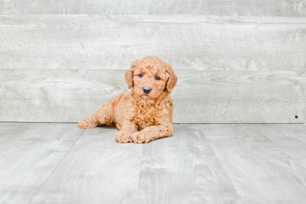 Best Mini Goldendoodle Baby