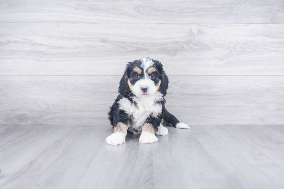 Energetic Bernadoodle Poodle Mix Puppy