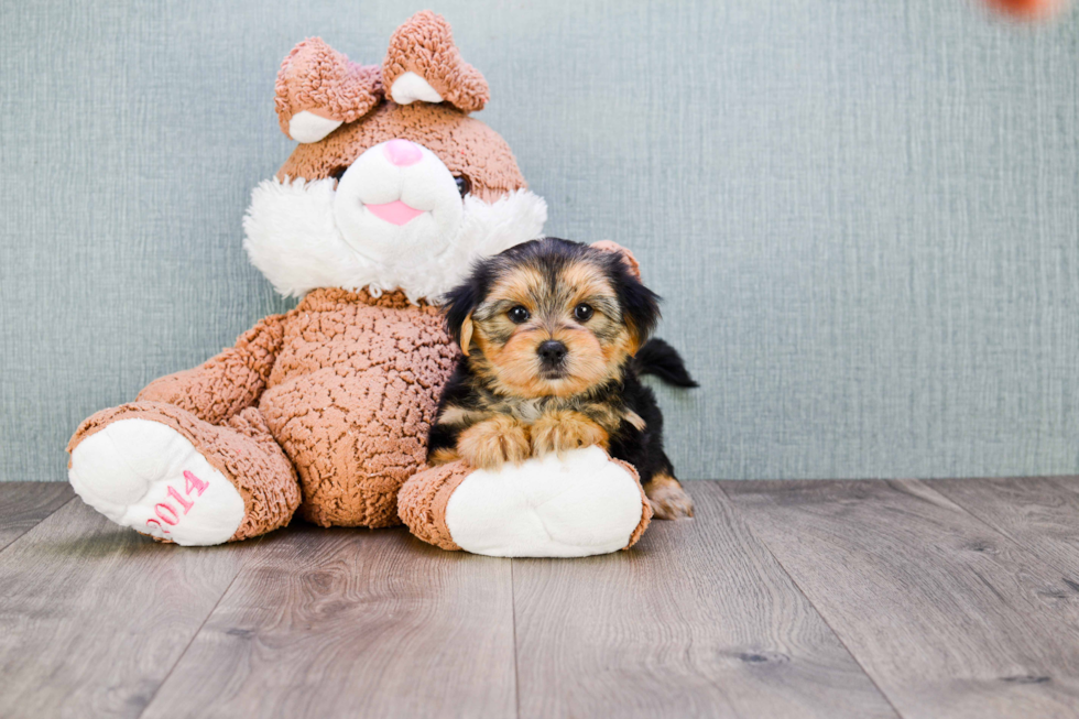 Morkie Pup Being Cute