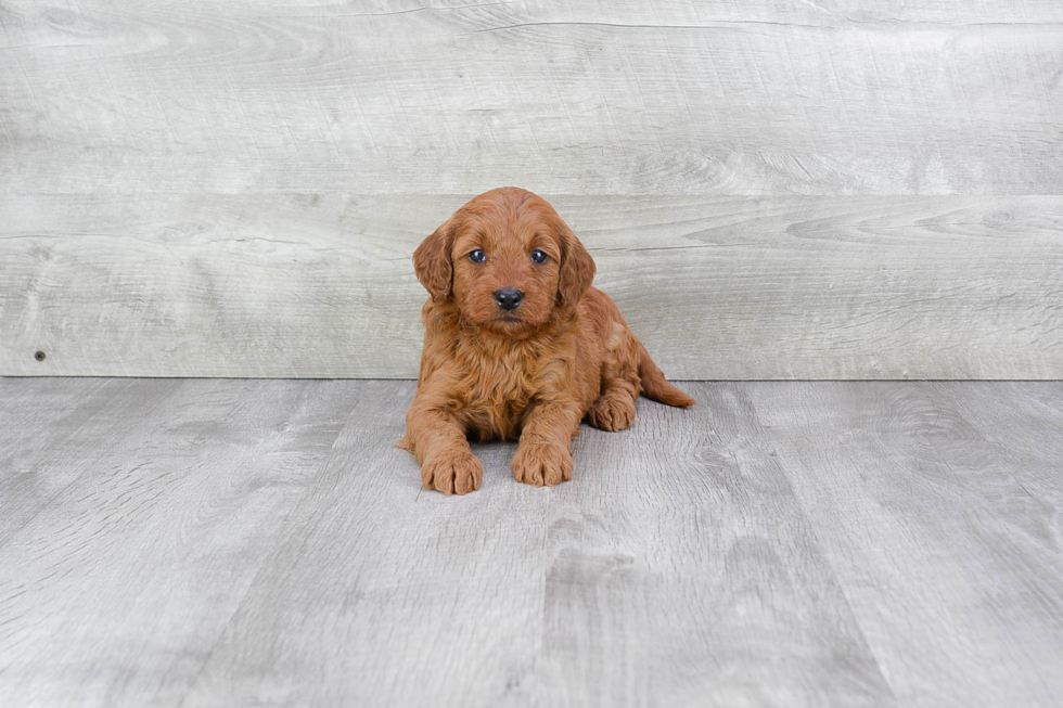 Best Mini Goldendoodle Baby