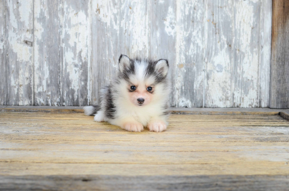 Funny Pomsky Designer Pup