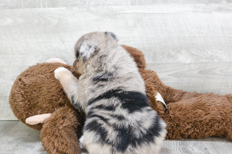 Smart Pomsky Designer Pup