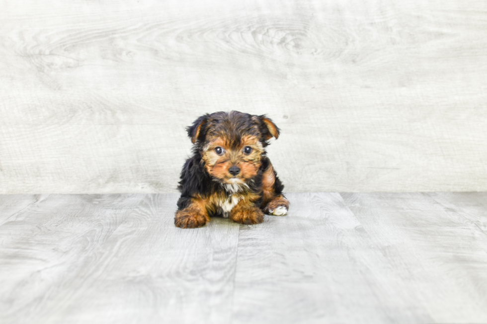 Meet Avery - our Yorkshire Terrier Puppy Photo 