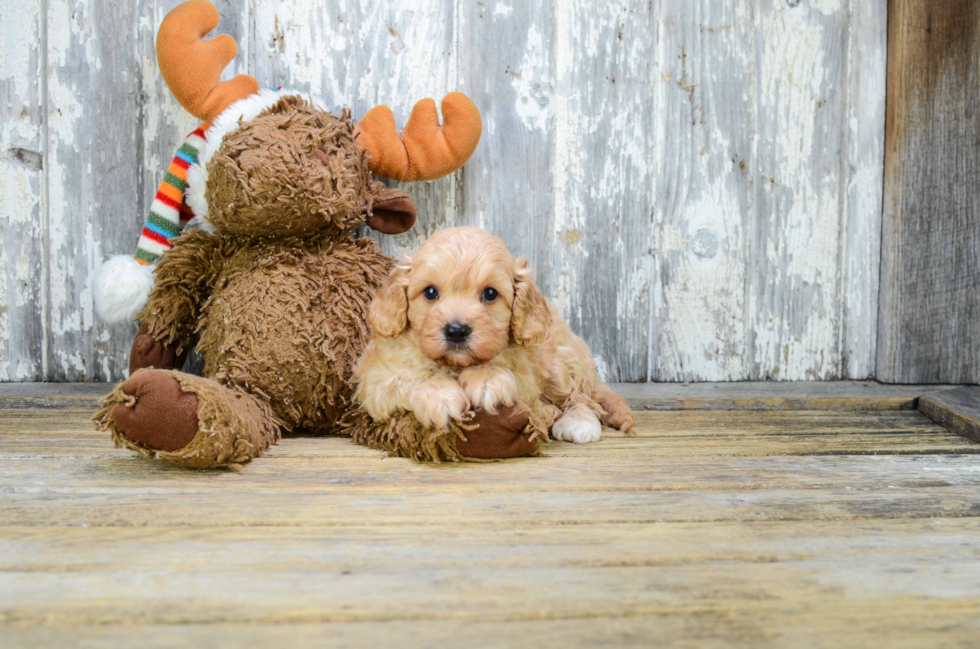 Cavapoo Pup Being Cute