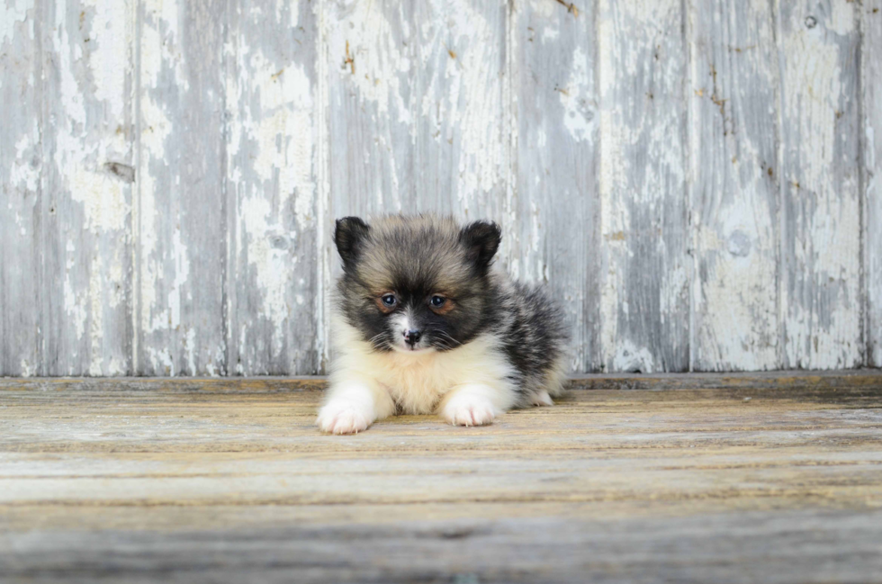 Friendly Pomeranian Purebred Pup