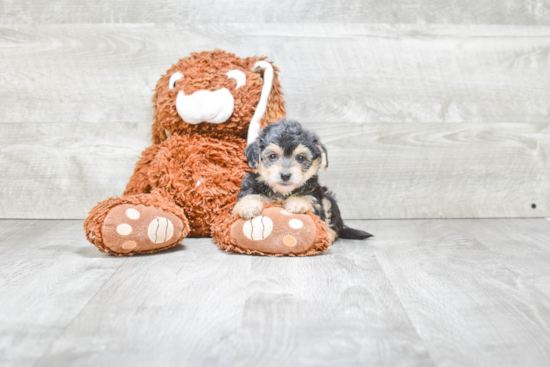 Morkie Puppy for Adoption