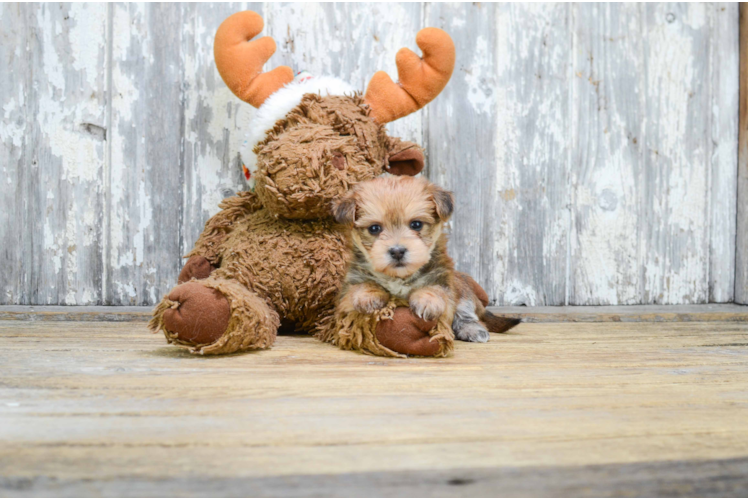 Playful Yorkie Designer Puppy