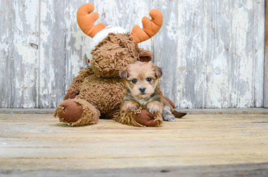Playful Yorkie Designer Puppy