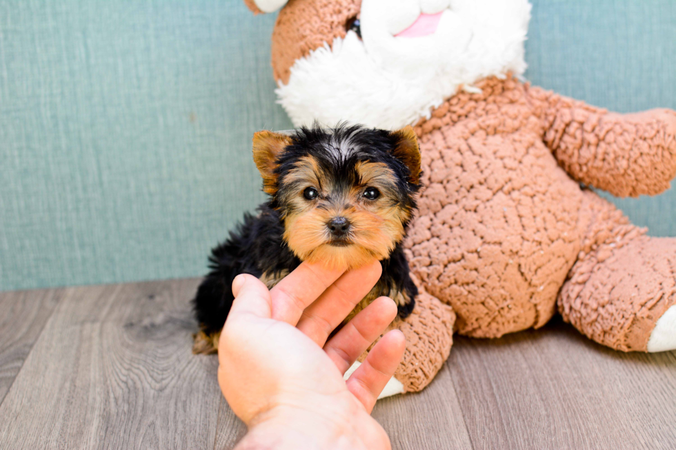 Meet Twinkle - our Yorkshire Terrier Puppy Photo 