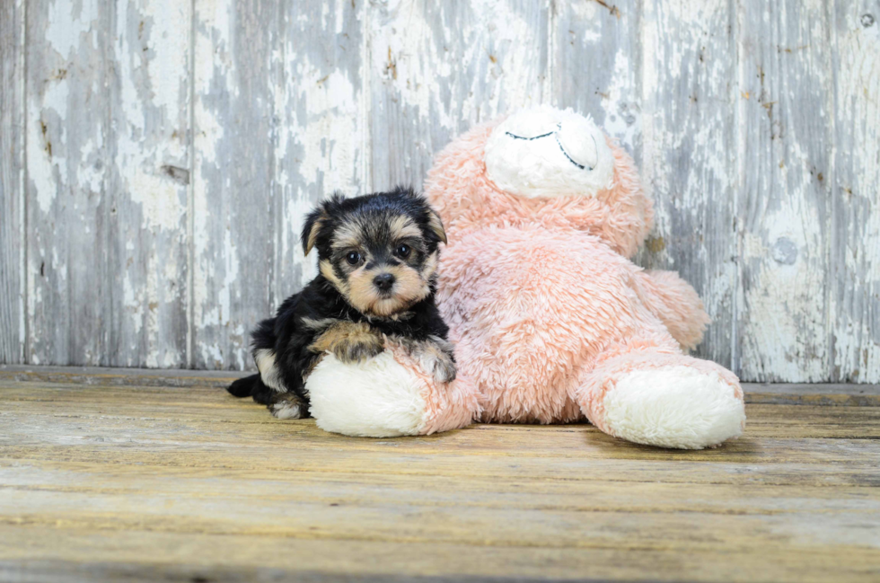 Petite Morkie Designer Pup