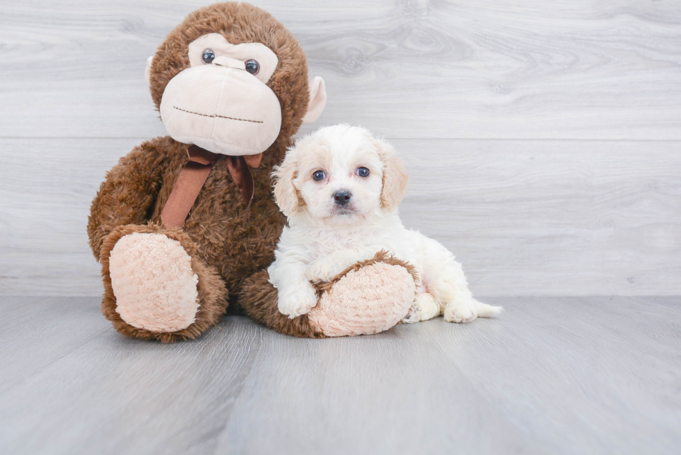 Small Cavachon Baby