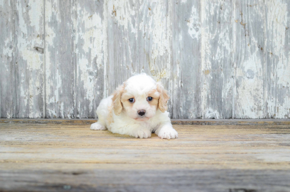Cavachon Puppy for Adoption