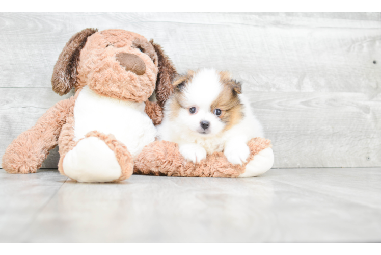 Best Pomeranian Baby