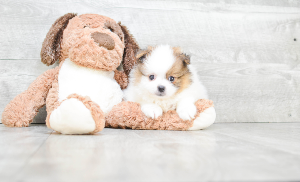 Best Pomeranian Baby