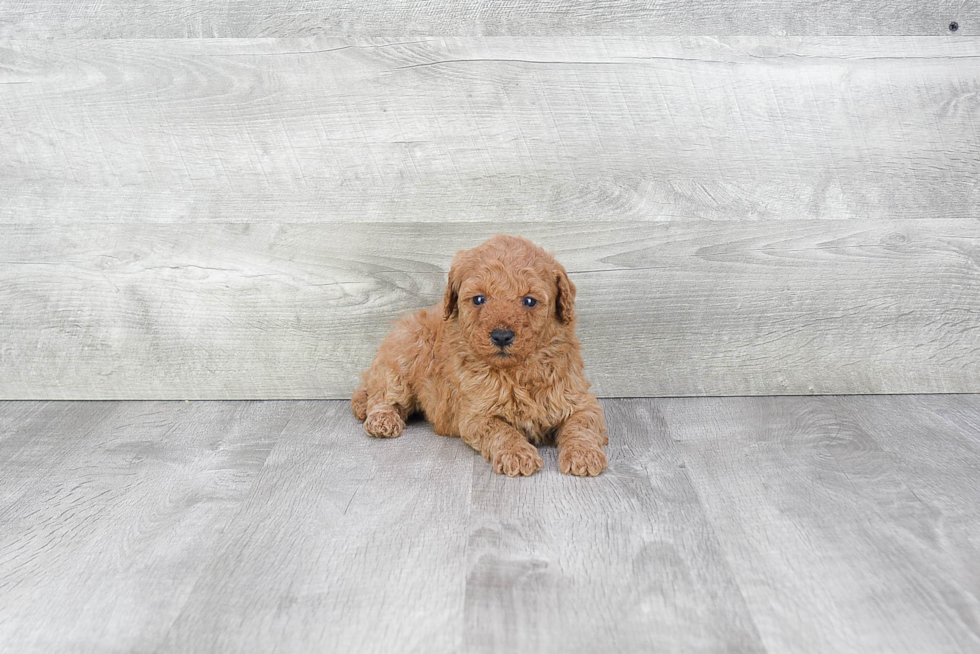 Friendly Mini Goldendoodle Baby