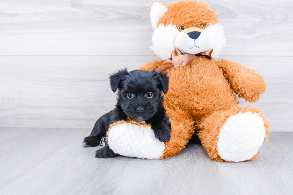 Morkie Pup Being Cute