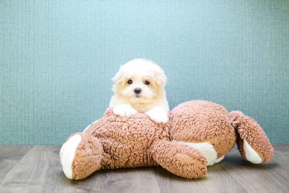 Popular Maltipoo Poodle Mix Pup