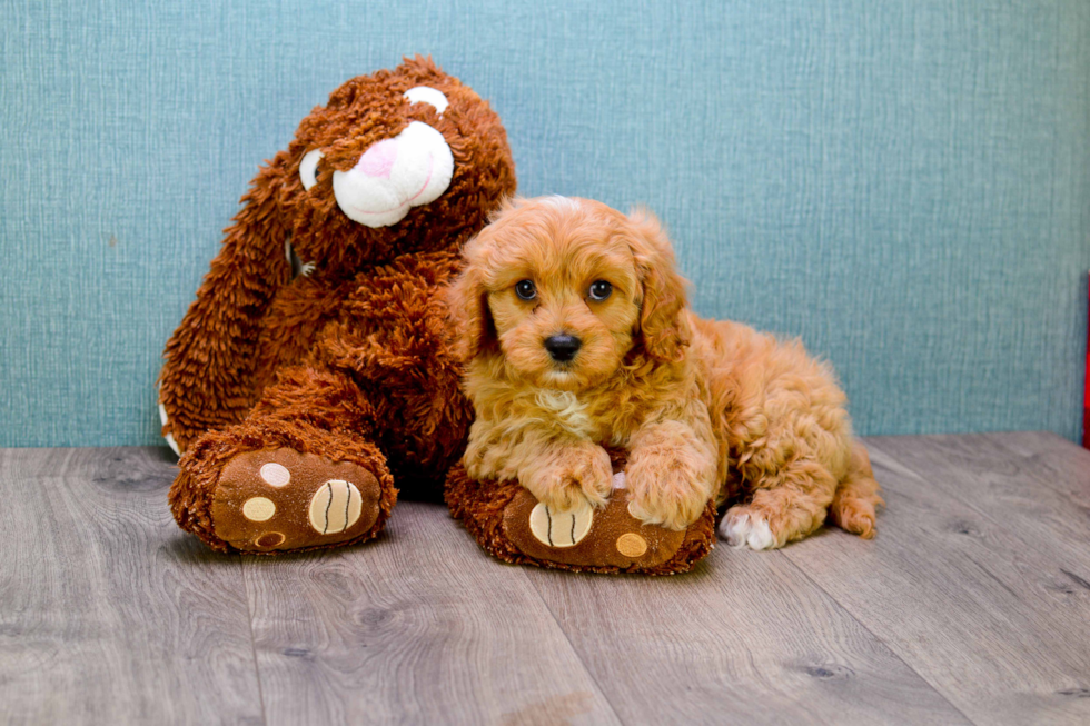 Cute Mini Goldendoodle Baby