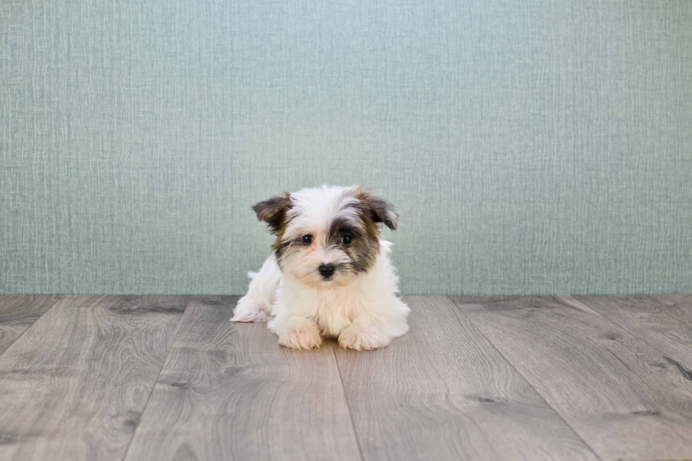 Morkie Pup Being Cute