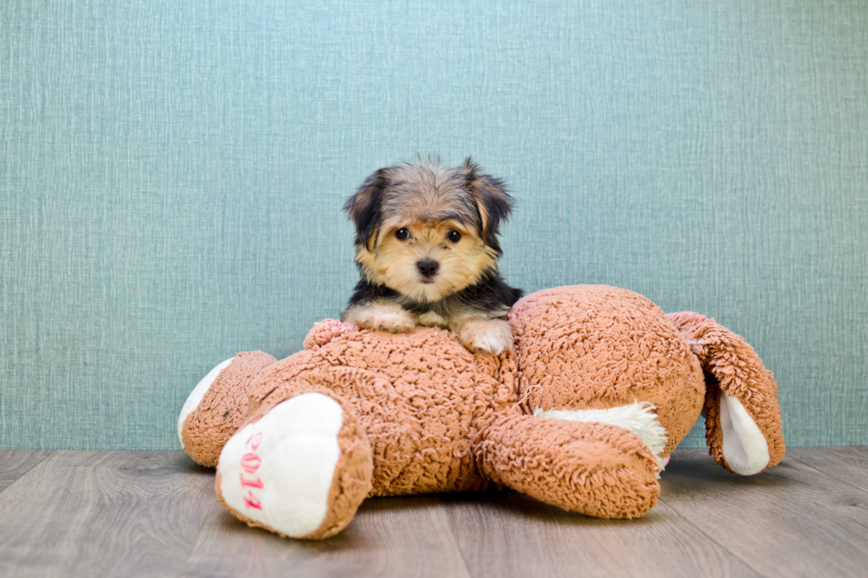 Happy Morkie Baby